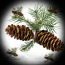 Pinecones