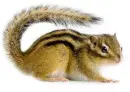 Chipmunk
