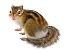 Chipmunk