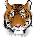 Tiger Face