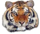 Tiger Face