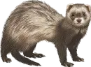 Ferret