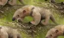 tamandua