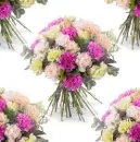 dianthus