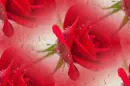 red rosa