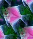 pink angelfish