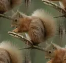 squirrel