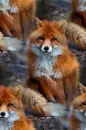 red fox