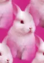 white bunny