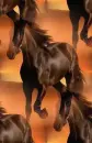 brown horse