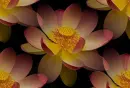 lotus flower