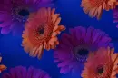 gerberas