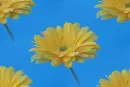 yellow gerbera