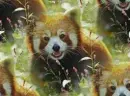 red panda