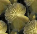 yellow betta