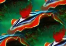 chromodoris