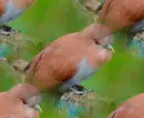 squirrel cockatoo