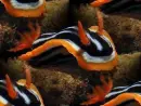 chromodoris