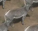 zebra