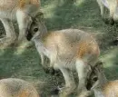 wallaby