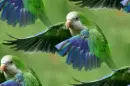 parrots