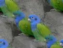 parrot pair