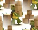 turtle