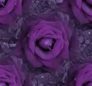 purple rosas