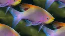 color fish