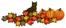 Black cat Halloween