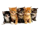 Kittens