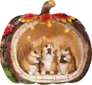 Harvest Squirrels
