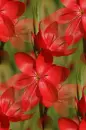 red lilies