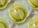 yellow rosa