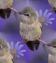 hummingbird
