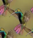 hummingbird
