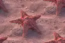 sea star