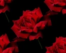 red rosa