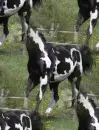 black-white horse