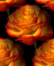 multicolor rosa