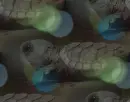 baby turtles