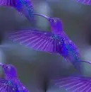 hummingbird