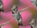 hummingbird