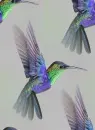 hummingbird