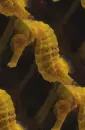 yellow sea horse