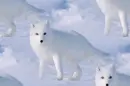 white fox
