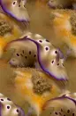 sea snail