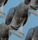 african grey parrot