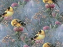 birds