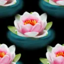 PINK FLOWER BACKGROUND